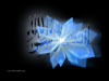 Crystal Shahadatayn
