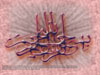 Silk Rose Bismillah